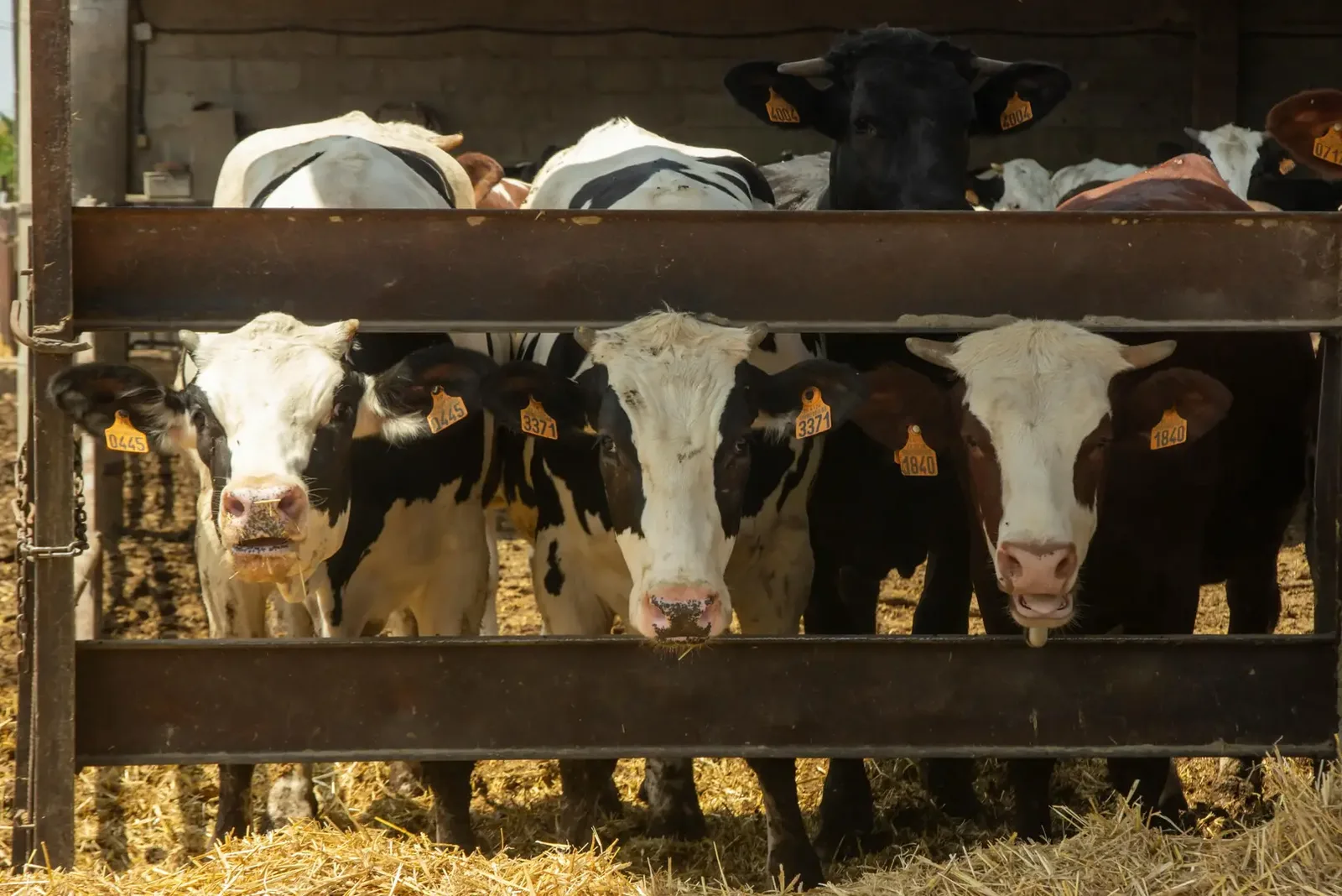 SUPER FAT - produkt Biomix dla żywienia zwierząt